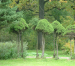devocional_arboles